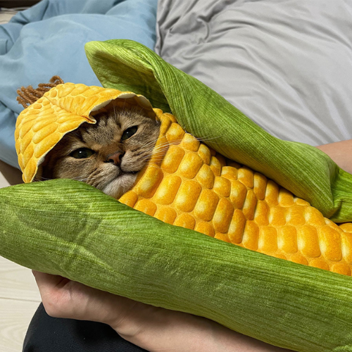 CatCornCoin's tweet photo. @smoochisolana Cat Corn $MINIRA

https://t.co/3PAkU5GFSk

https://t.co/47kcWBKyuX https://t.co/sqQRg5fPOq