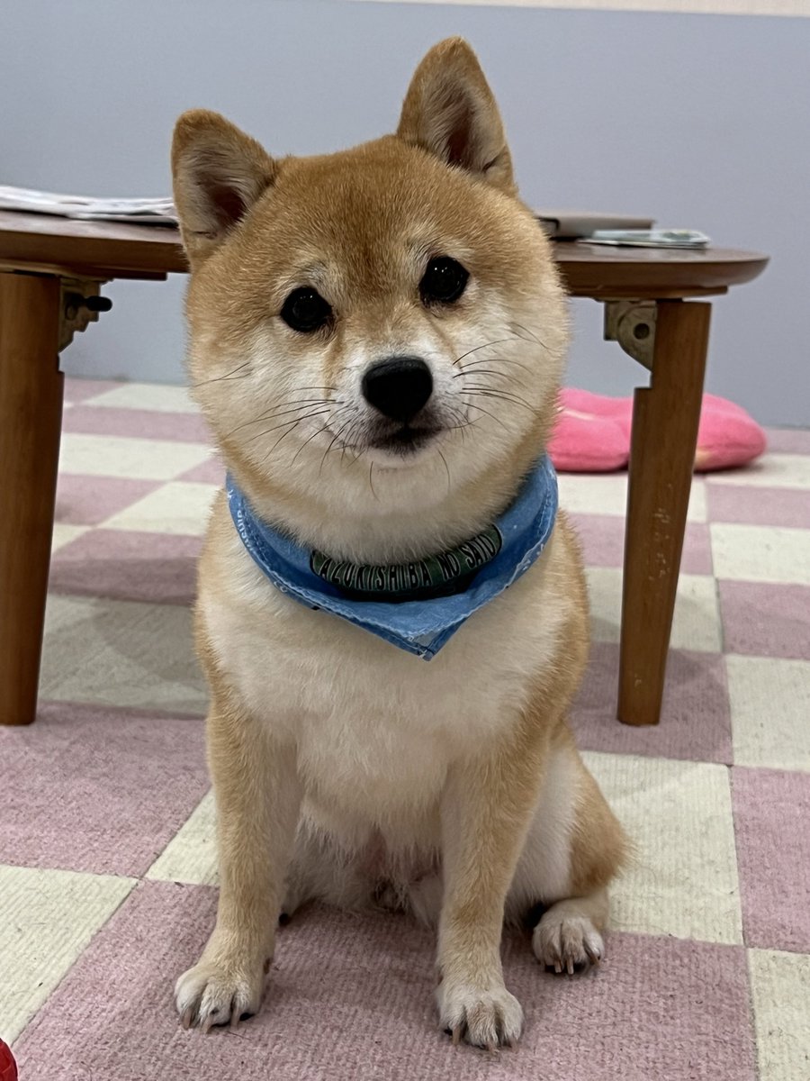 Aya_48chan's tweet photo. 写真見返してたら、めっちゃカメラ目線のすずぽん発見👀
まんまるでかわいい🥰

 #小豆柴の郷上野店 https://t.co/WTjrpqVIzd
