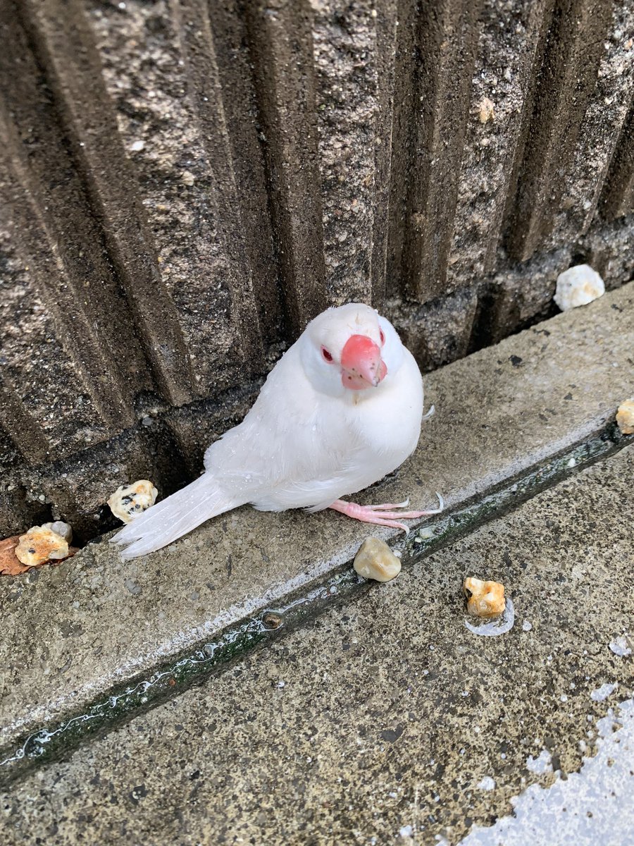 この鳥はなんという鳥でしょうか？
知ってる方いたら教えて下さい。
家に帰ってきたら、家の前にいました。
足に青のテープが巻いてあります。
拡散お願いします。
#鳥
#保護