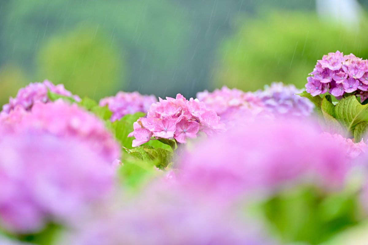 hitorisuna's tweet photo. #Gocarディーゼラー同好会
#ディーゼルバンザイ＼(^o^)／ 
#DSブランド
#DSカーライフ
#Nikon
雨にも負けず
風にも負けず
雪にも夏の暑さにも負けぬ
Z8（カメラ）とDS4（車）を持ち
写真を撮り
運転を楽しみ
いつもそうして笑ってる
そういう者に私はなりたい🤣
  （宮沢賢治さん変えてごめんなさい） https://t.co/ROU2O0Iwrs