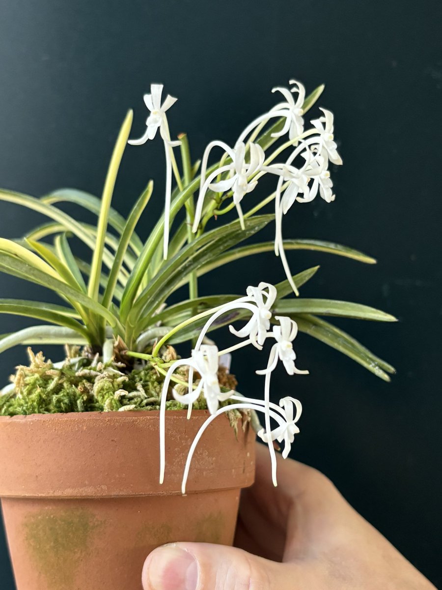 富貴蘭 富貴蘭 羅因の光 羅因の光