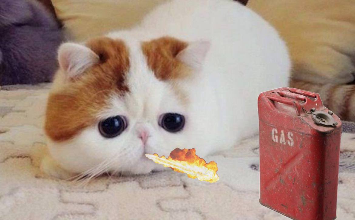 NEKO_CAT_sol's tweet photo. “DEV owns tokens don’t buy”  

$NEKO burns tokens https://t.co/9GkidK83iQ