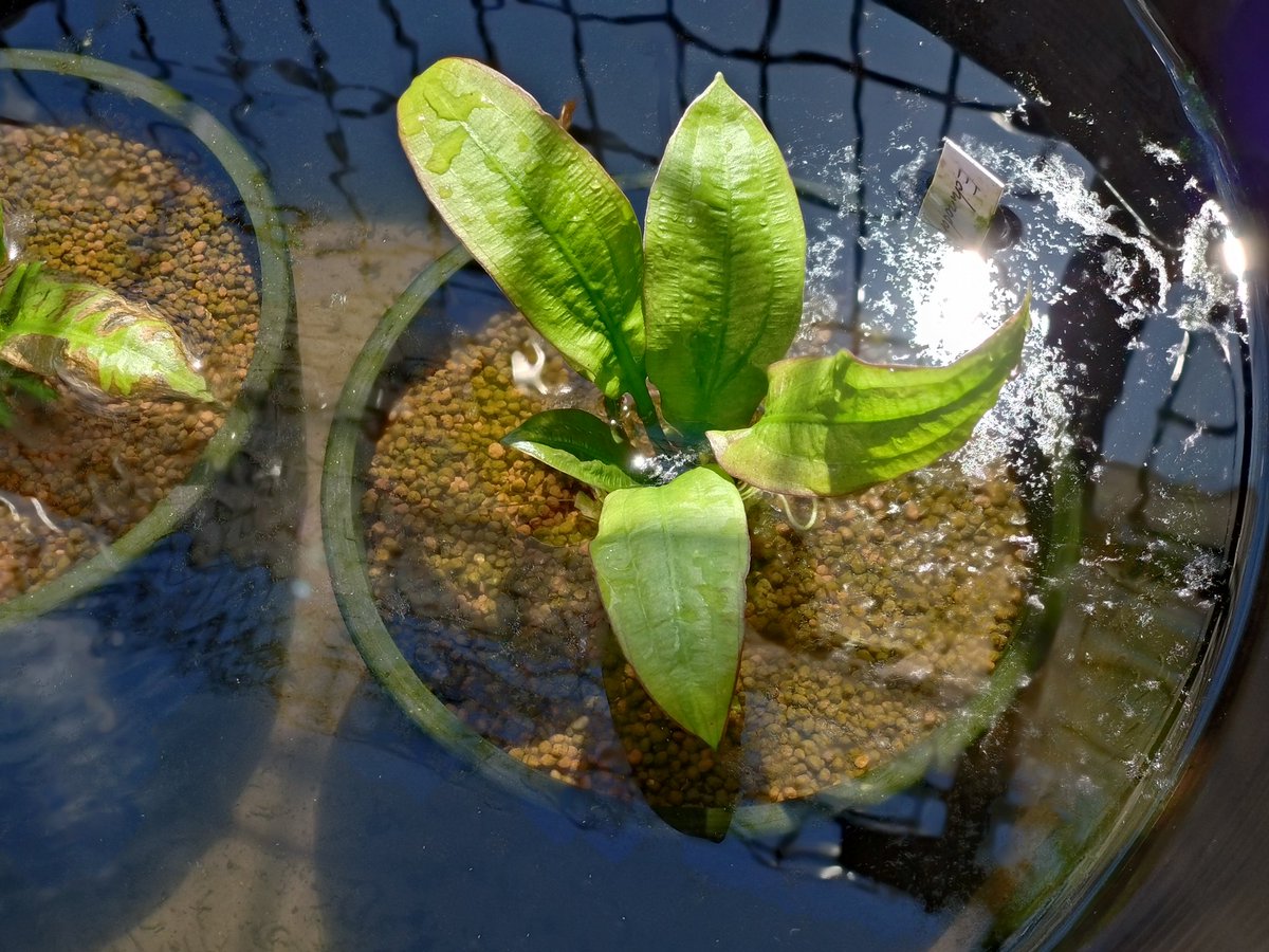 屋外エキノドルス、その2。 ブロードリーフアマゾン コンパクトは