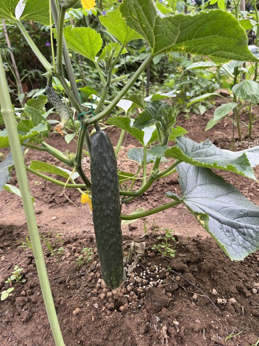 朝イチ きゅうりさん🥒
いただきますね 