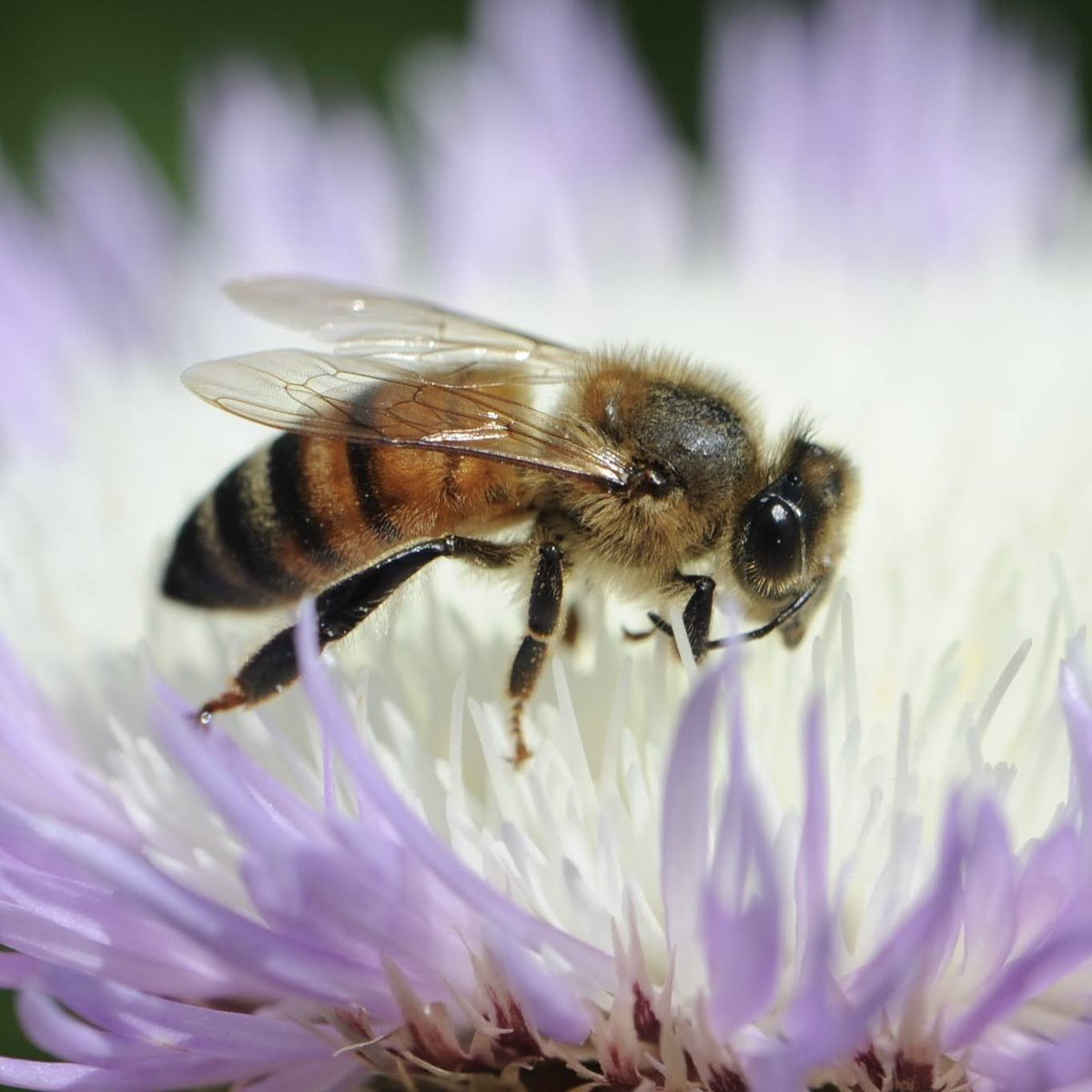 Happy Pollinator Week! 🐝 🦋 
📷Patrick Pilarski <a href="/Connemara_Allen/">ConnemaraConservancy</a>