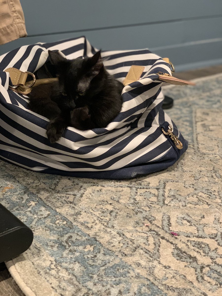 Jule_Clouds's tweet photo. @KamieCrawford  I named my new kitten after you 🤍👑 https://t.co/DfomdmOqdB