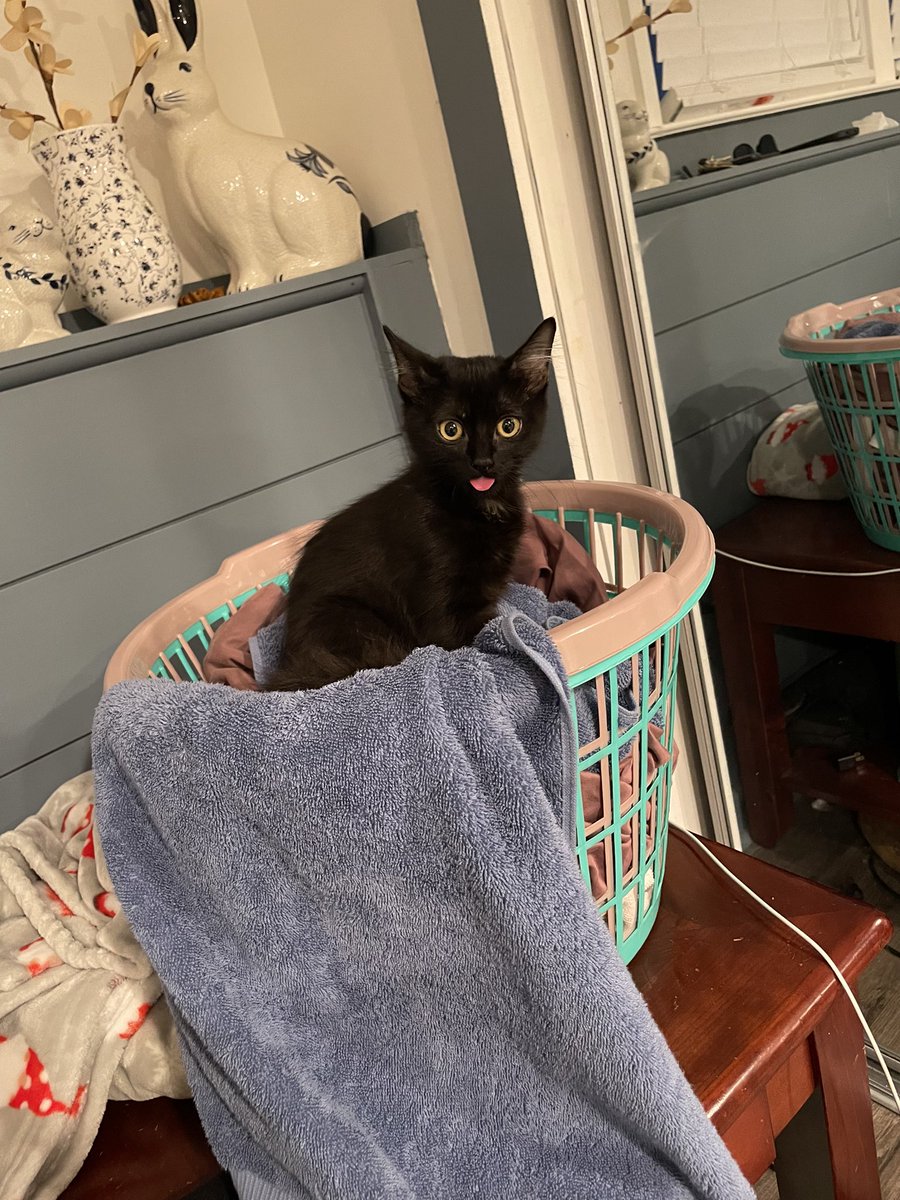 Jule_Clouds's tweet photo. @KamieCrawford  I named my new kitten after you 🤍👑 https://t.co/DfomdmOqdB