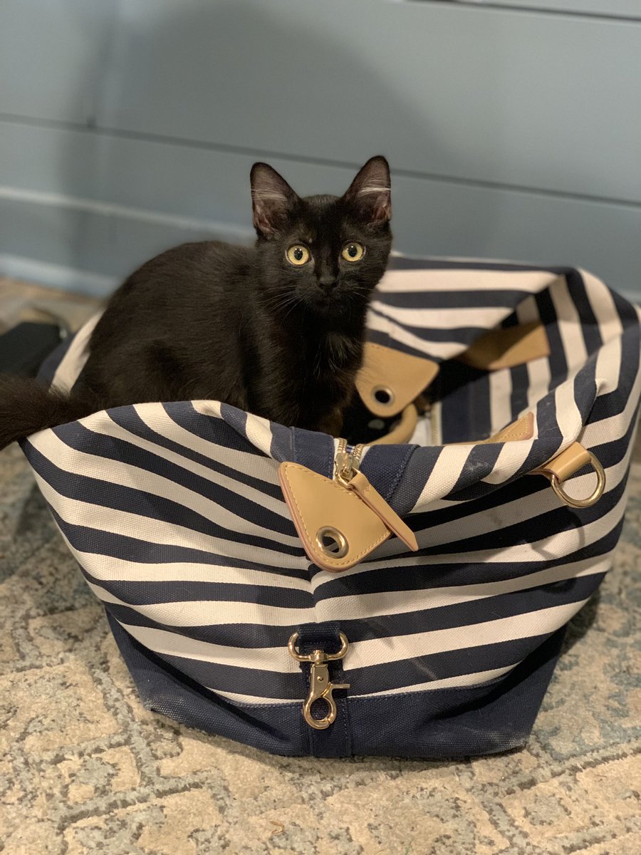 Jule_Clouds's tweet photo. @KamieCrawford  I named my new kitten after you 🤍👑 https://t.co/DfomdmOqdB