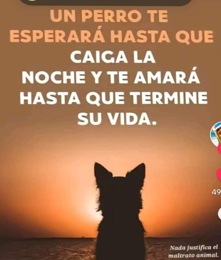 GRamirezF_D12's tweet photo. Buenas noches 🐾🐶❤️ https://t.co/eQisC9qrJi