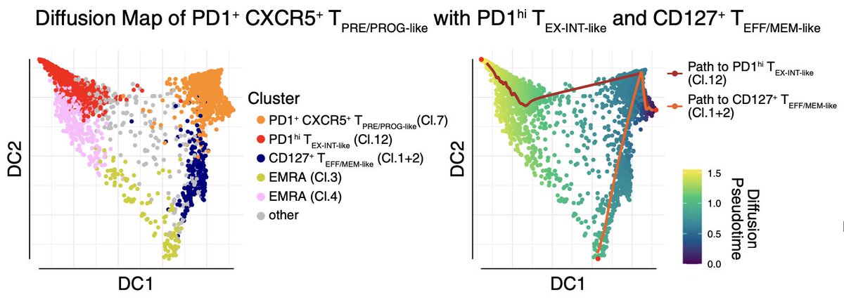 andyjminn's tweet photo. This improved composition of prolif CD8 T cells in JAKi.R pts was coupled to an increase in CD8 T cells w CXCR5, a marker for precursor/progenitor cells, suggesting adding JAKi might've yielded a more balanced differentiation of CXCR5 precursors into Tex and non-Tex fates. 8/13 https://t.co/7xc8CSKEuR