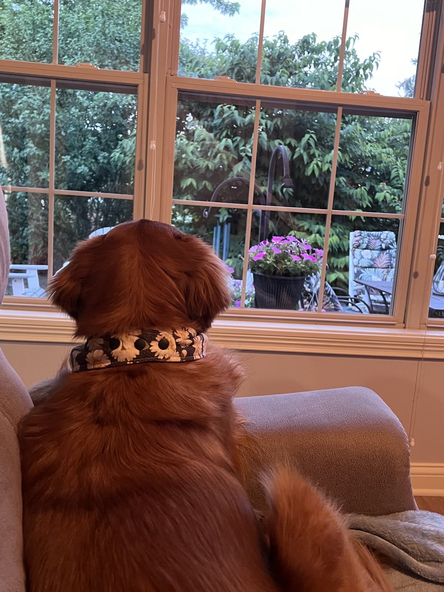 JustGoldens's tweet photo. A perfect summer evening, looking at the beautiful flowers and listening to the neighbor children playing.  #Samantha #sammie #summerevening #flowers #childrenplay #dog #lookoutwindow https://t.co/LrIO1rHTIB