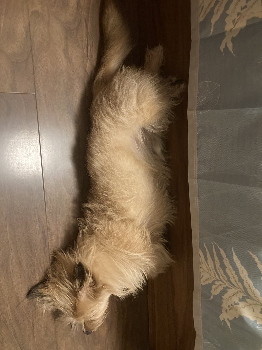 xidaisadog's tweet photo. https://t.co/QaGDvSe0ET