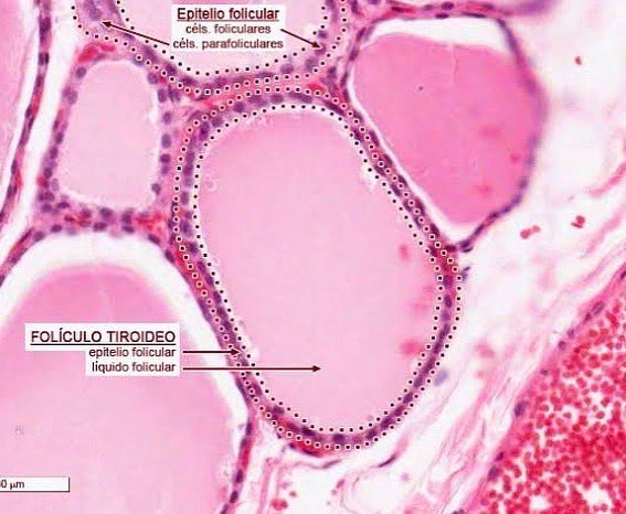 ¡Tiroides bajo microscopio🔬
Células foliculares producen hormonas tiroideas T3 y T4
Células parafoliculares liberan calcitonina
Coloide ocupa el interior del folículo, formado por tiroglobulina, proteína producida por células foliculares, sirve de precursor para T3 y T4