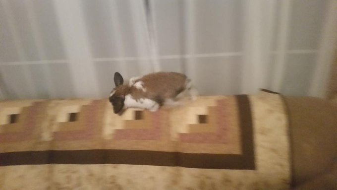 _zacharybinks's tweet photo. Today was my last day on this green earth, but don't cry for me.  I had the most wonderfullest most loving and caring bunny mum anybun could hope for.  Her name is skinny sticks.  Never ever, not ever for one second did I ever feel unloved, neglected or lonely. https://t.co/uMyGOqb3tx