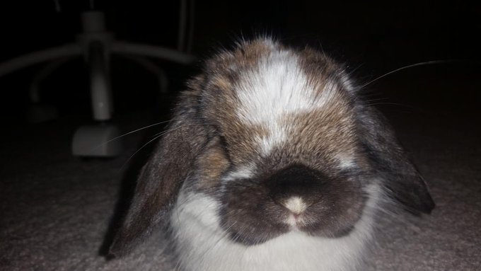 _zacharybinks's tweet photo. Today was my last day on this green earth, but don't cry for me.  I had the most wonderfullest most loving and caring bunny mum anybun could hope for.  Her name is skinny sticks.  Never ever, not ever for one second did I ever feel unloved, neglected or lonely. https://t.co/uMyGOqb3tx