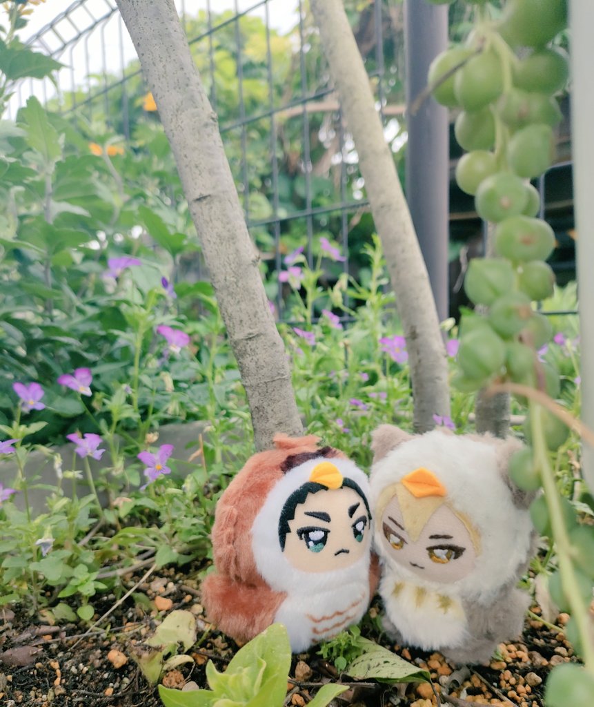 nattsunoko's tweet photo. ちみけも🍙🍂ちゃん。
今日は雨の日のさんぽに出かけたようです☔️🐌
途中通り雨に会ったけど、ちゃんと二人で雨宿り出来ました🐸 https://t.co/XloDAPljDa