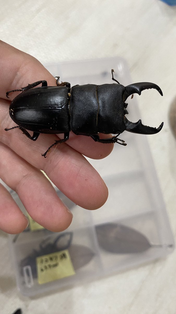 昨晩採取したヒラタ
今期1番の大物堺産57.7mm

目指せロクマル