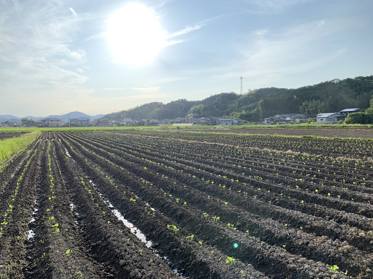 utsumissimo's tweet photo. 植え付け快調！
去年は雨がひどすぎて終始苦しい思いしたけど、今年は最高のものが採れそうです👍

#丹波黒枝豆 https://t.co/MbAKQzYVW7