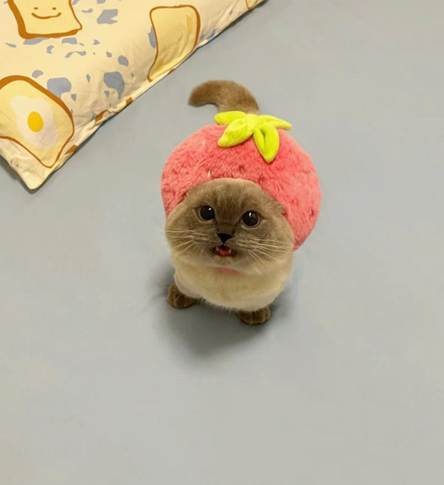 CutieOnSol's tweet photo. @oPSneklet @LarpVonTrier I love all my new frens!! https://t.co/uyhw5ahYUF