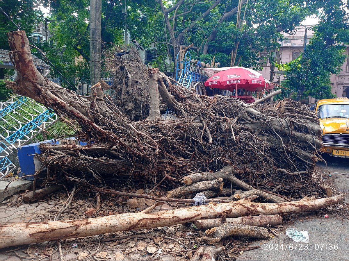DebkumarChatte9's tweet photo. More than month gone after Remal storm, but @kmc_kolkata is yet to clean up the space at Maddox square.
Already two women got injured after falling. Need your kind attention @FirhadHakim https://t.co/75iyl348NX