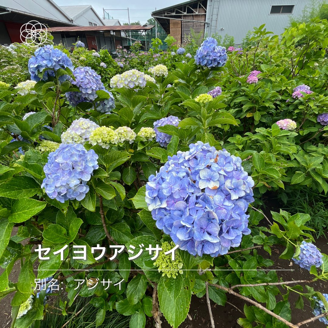 akmt2525's tweet photo. #hananona #ハナノナ セイヨウアジサイ https://t.co/wNM4jcbVXL