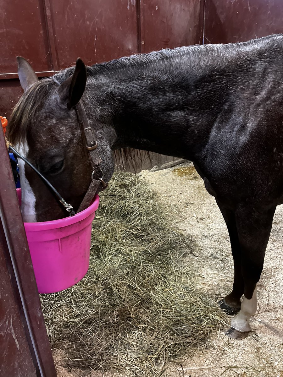 Bella and I have our first (well, my first) horse show tomorrow at NDSU! As you can see, she cares far more about food. Wish us luck! No interviews, sorry.