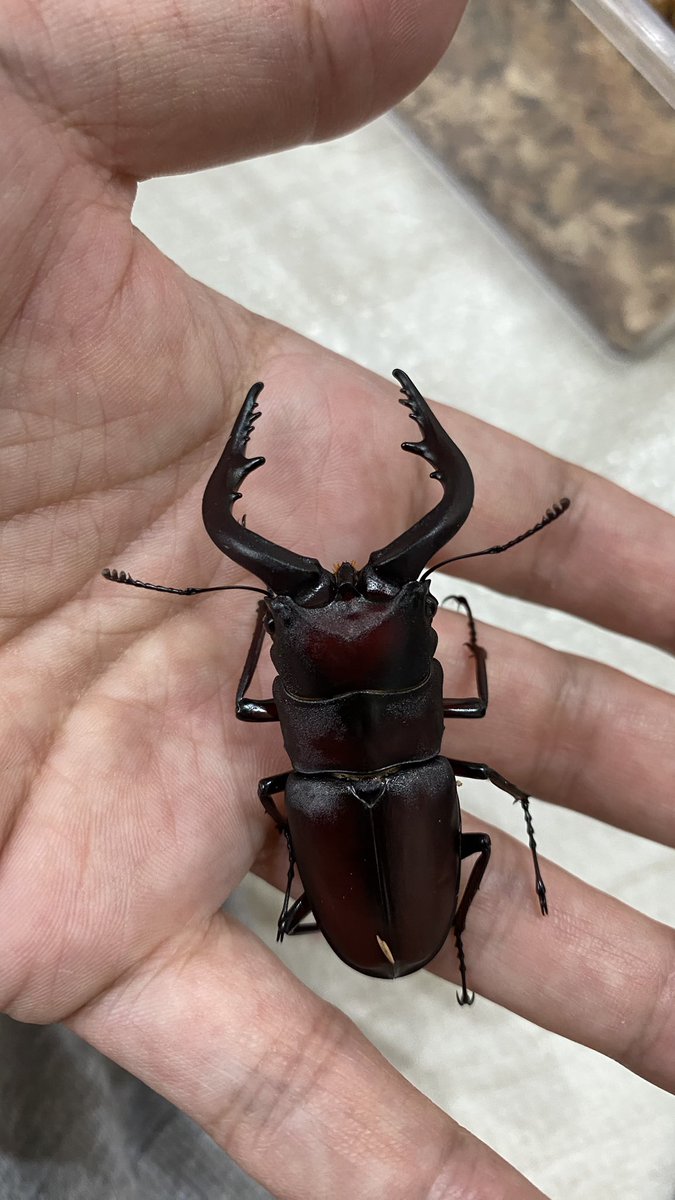 今期最大ノコギリ堺産
65.9mm