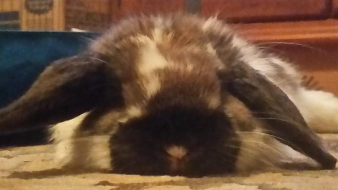 _zacharybinks's tweet photo. @letsdiscodown , thank you for loving me and providing me the best life any bunny ever had.  I always knew you loved me.  You gave me a long happy, healthy life.  Please give cinnamon kisses, I will always feel her imprinted on my side. https://t.co/ocdeKqMgK3