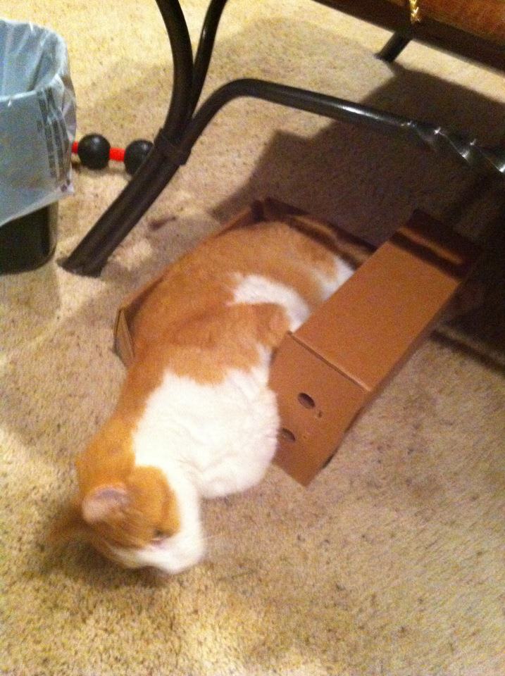 boturitter's tweet photo. 23:30 Surprise Cat
If I fits, I sits... #catproblems #boxlove #toocute https://t.co/240QXDxE55