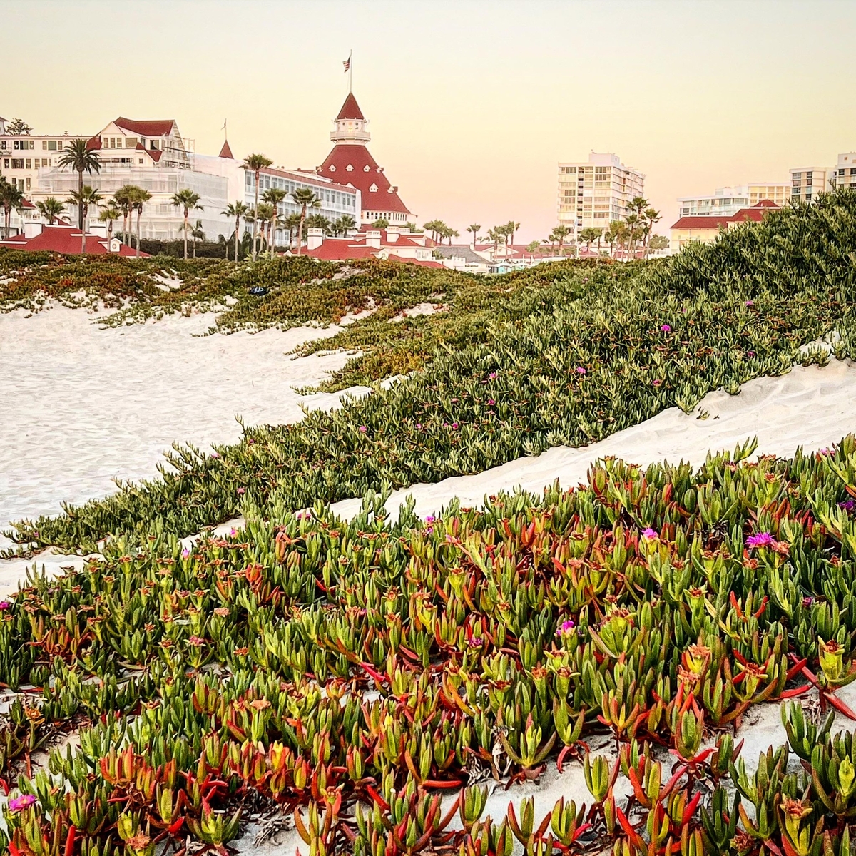 Savoring peaceful moments surrounded by the beauty of Coronado.

Photo Credit: @sneakoutdoors