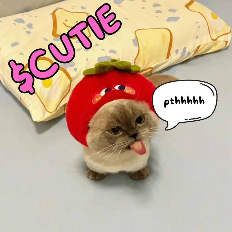 CutieOnSol's tweet photo. @investminter You never did that for me... even though you said you would.

Not nice to $cutie! https://t.co/feB6U5zFmT