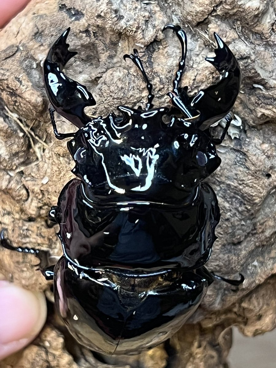 いつもお世話になっております。 6/30伊達の虫フェス出品紹介①