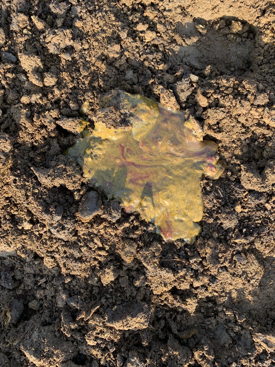 MutabaziIsaac10's tweet photo. Each morning, take time to observe the texture, color and general formation of uo animals’ wastes , some diseases are silent and only observed when the animal is at worst conditions, it takes dedication to win some of these games https://t.co/mKFmm0qnBx