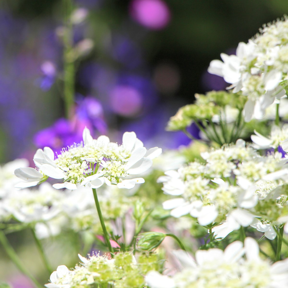 #花写真
儚げな白がきれい❇️