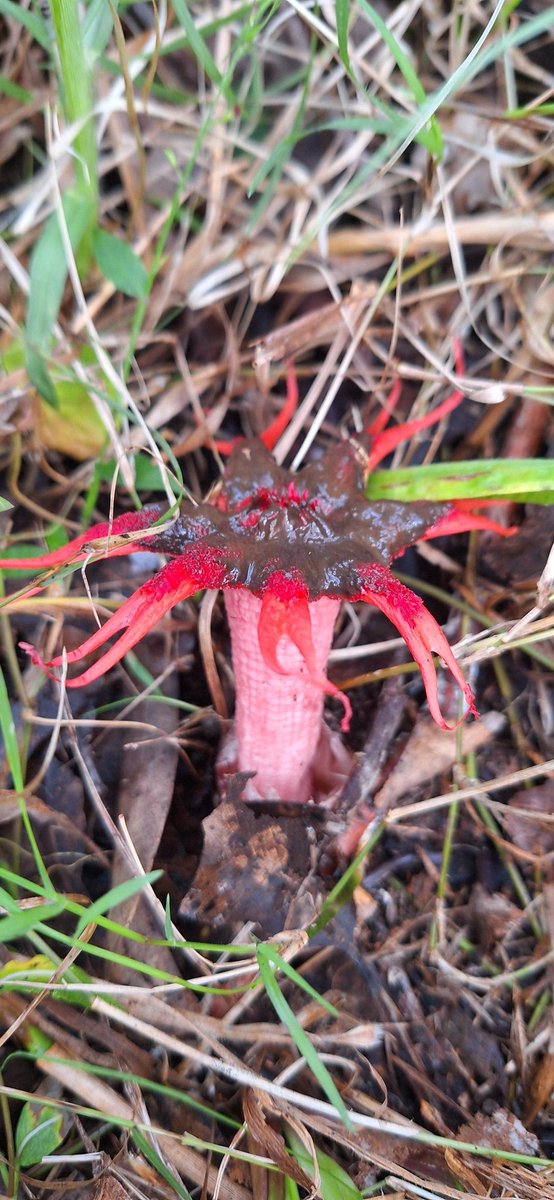 Whoa Stinkhorn!!