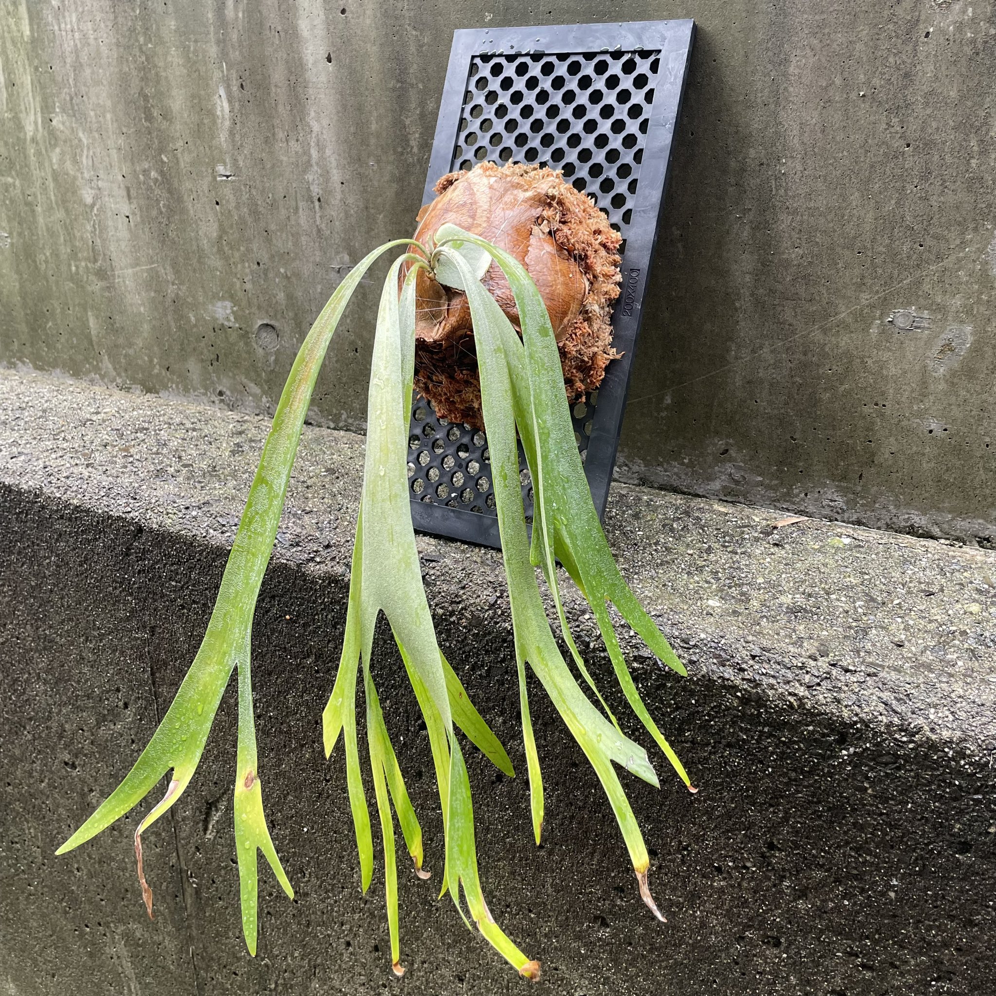 willinckii piti ビカクシダ 220625_1007-768x576.jpg