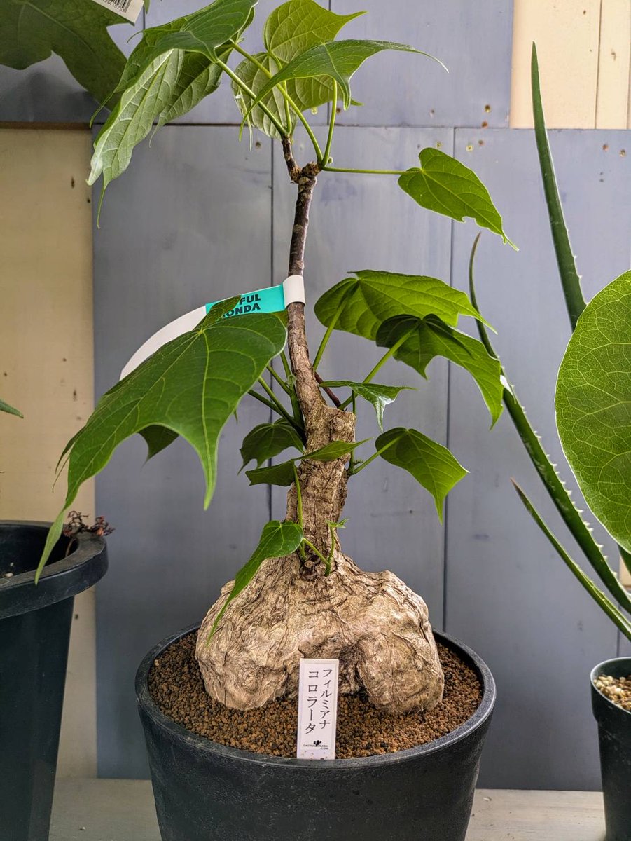 ガーデンセンター瑞穂店】 珍しい ＃塊根植物 『＃フィルミアナ