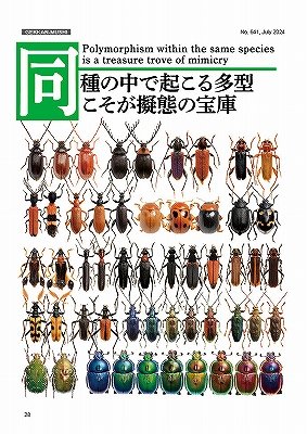 新着書籍】 2024年07月号（641号） ［表紙］ツマベニチョウ♀ 大屋厚夫