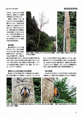 新着書籍】 2024年07月号（641号） ［表紙］ツマベニチョウ♀ 大屋厚夫
