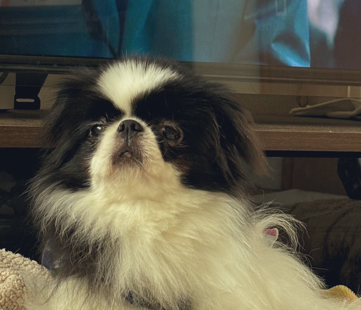 oden1739's tweet photo. テレビ視聴中

邪魔されてる🐶🍢🤣 https://t.co/RXikMigFdJ