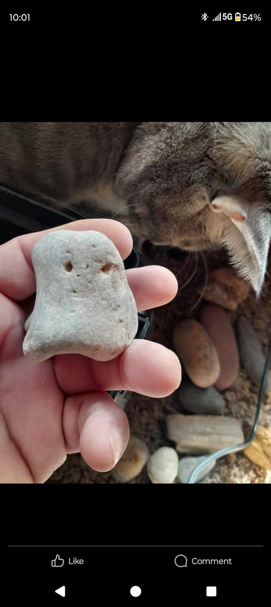 WebbChrist71901's tweet photo. Look at this little guy. Cool huh?
@iAM_JoshJacobs
@tylerperry
@ABC7Chicago
@coffeebreak_YT
@Slash
@elonmusk https://t.co/hV1EZr0lQ1