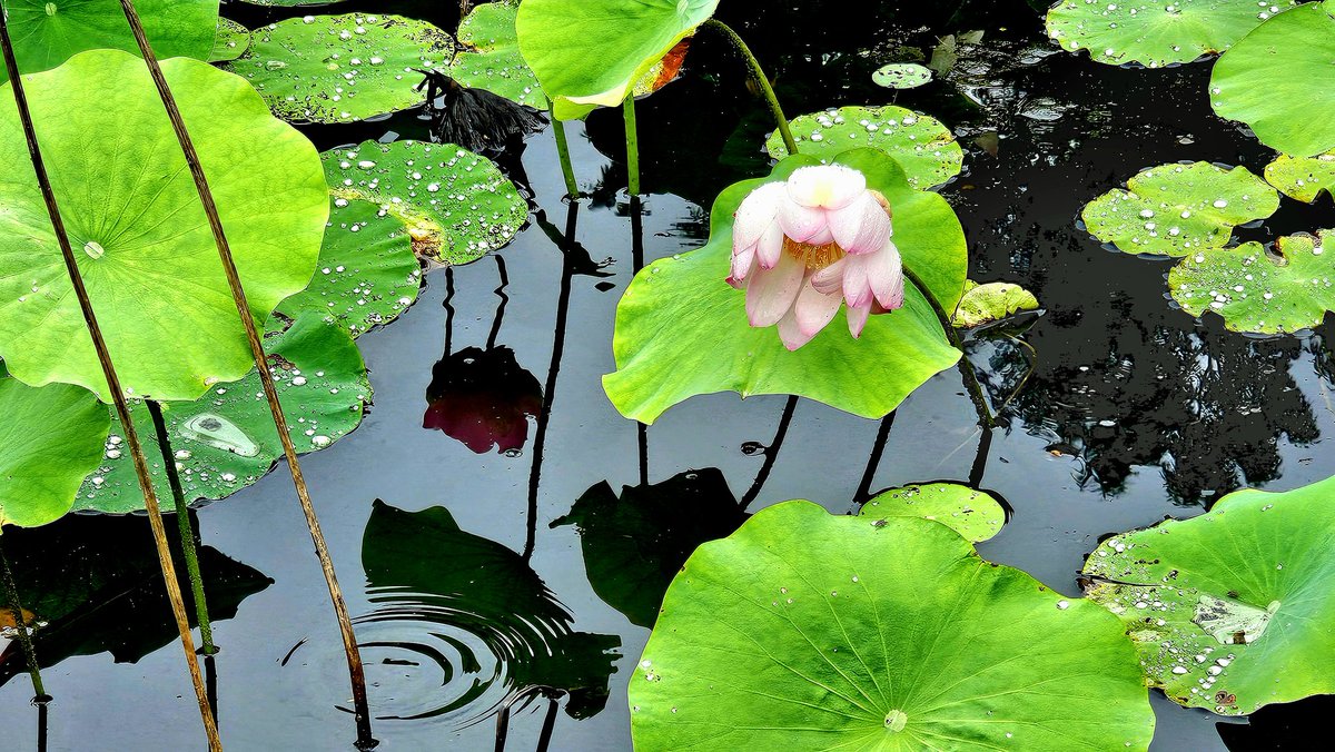 연밭에
찿아온 손님