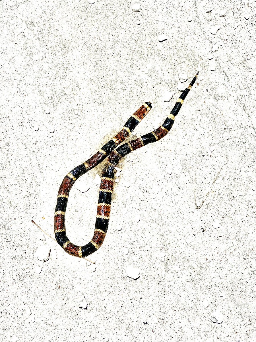 Oh you know just another venomous snake here in #SouthTexas #coral #snake. My cat found this one before I did.