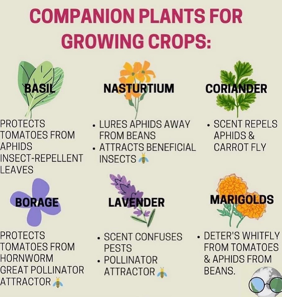 MaximusCampers's tweet photo. #companionplants #growingcrops
#basil #nasturtium #coriander #borage #lavender #marigolds https://t.co/Y4IQ4XlWjb