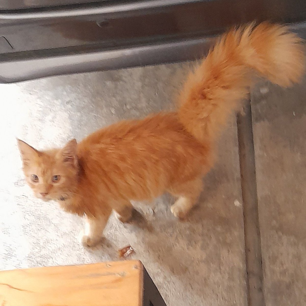 Ini chunchun kucing foster up for adoption, tidak gratis dan wajib jemput, mix mainecoon 7bulan betina, silahkan dm untuk tanya2, lok pasar kemis tangerang kabupaten #adopsikucing #openadopt #adoptdontshop