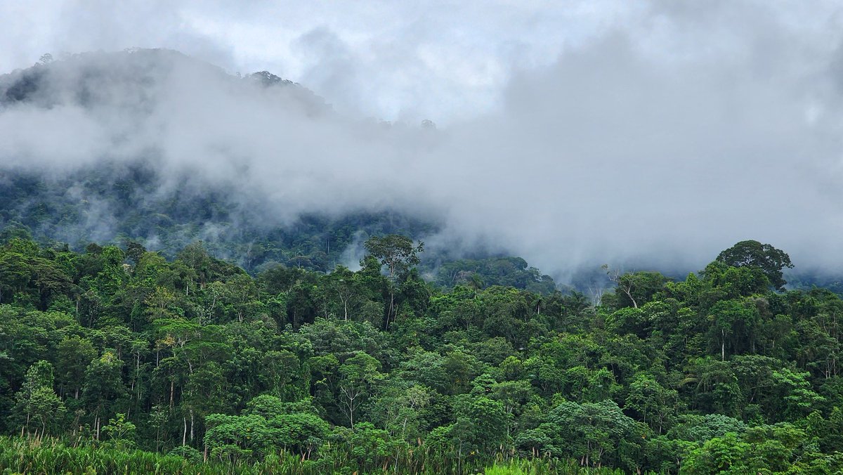 rainforestflow's tweet image. The Manu Biosphere Reserve, Peru, is a UNESCO World Heritage Site. 
Rainforest Flow brings sustainable programs of clean water, sanitation,  hygiene and technical training to the indigenous families, who are stewards to it's 1.8 million hectares of high biodiversity rainforest.
