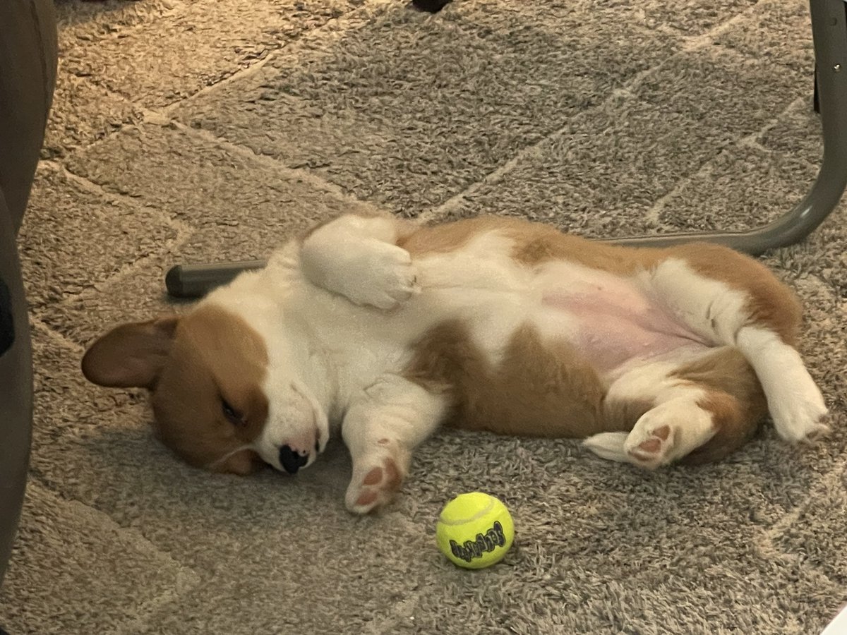 tiffrz's tweet photo. #hello #corgipuppy https://t.co/2IfbgxWZ84