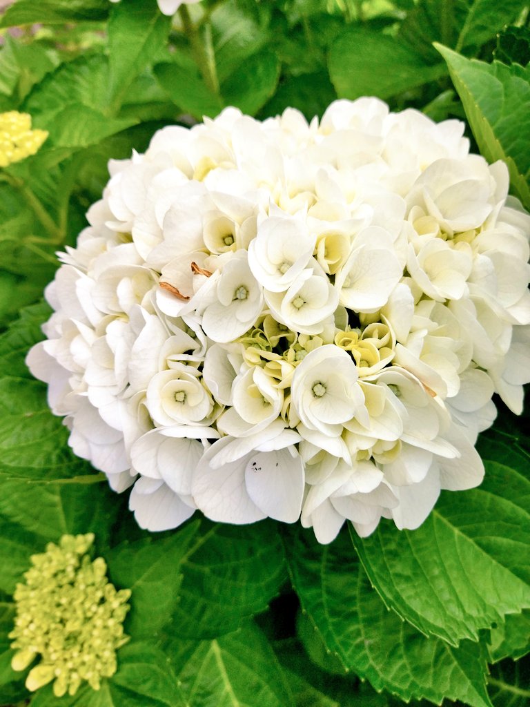 おらああじさいの花が好きだな 