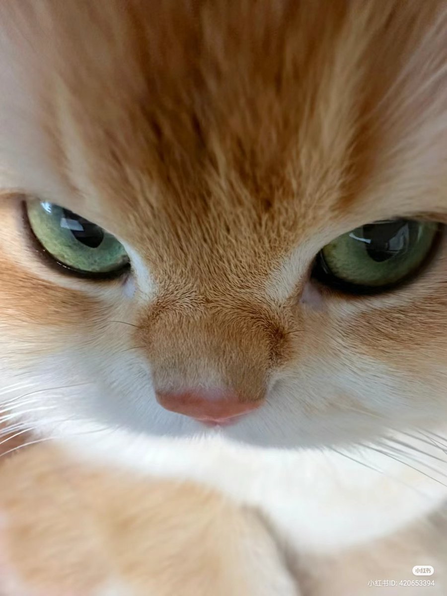 nocontextscats's tweet photo. 😡 https://t.co/VzNcwwADrB