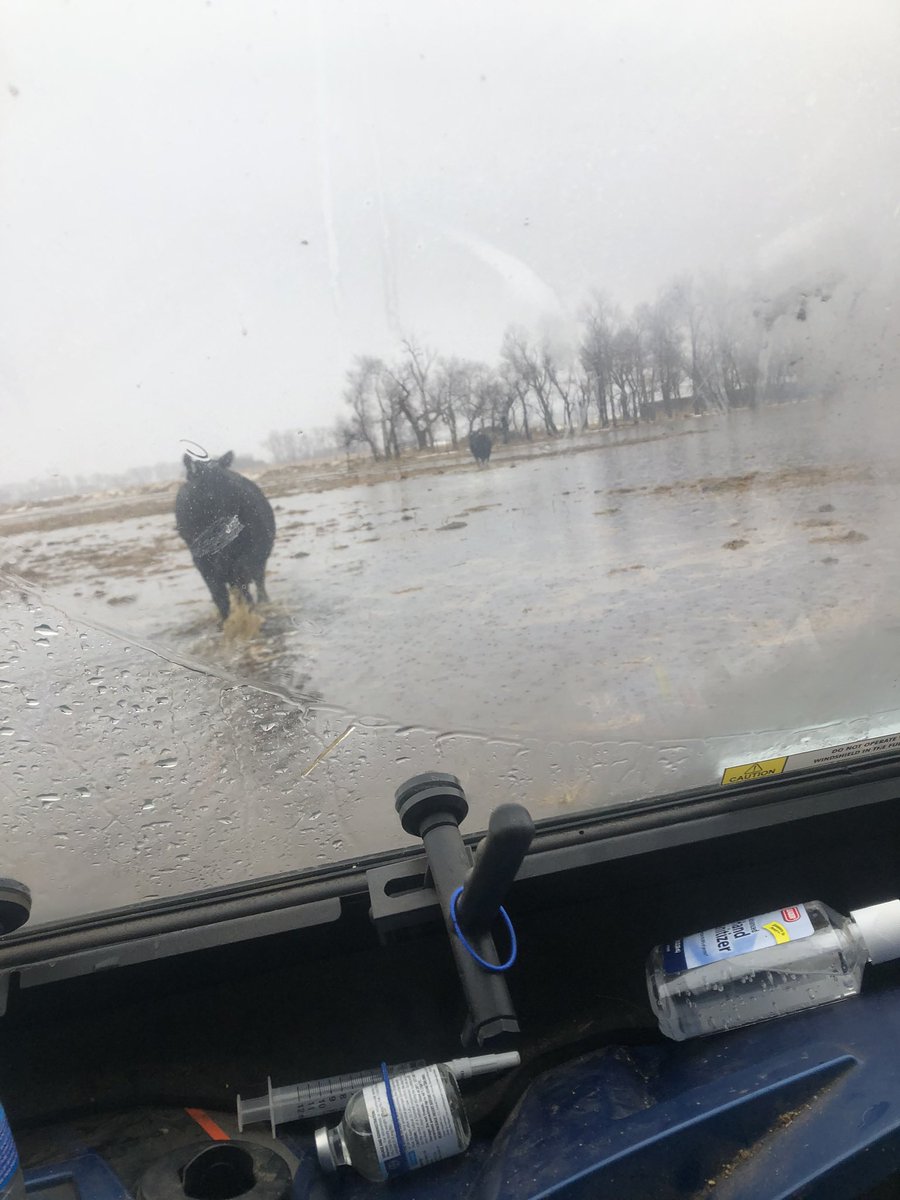 Walldog33's tweet photo. @ksufearless We aren’t in Kansas anymore Dorothy.
 Drought 25/10 times. A drought scares you to death, a flood starves you to death in our area. Just another farmer complaining how tough it is, collect your insurance check and stfu https://t.co/jk4GLXN1iy